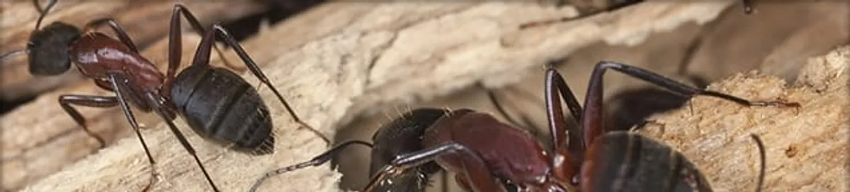 Close-up of ants on wood showing an active ant infestation in Irvine, CA