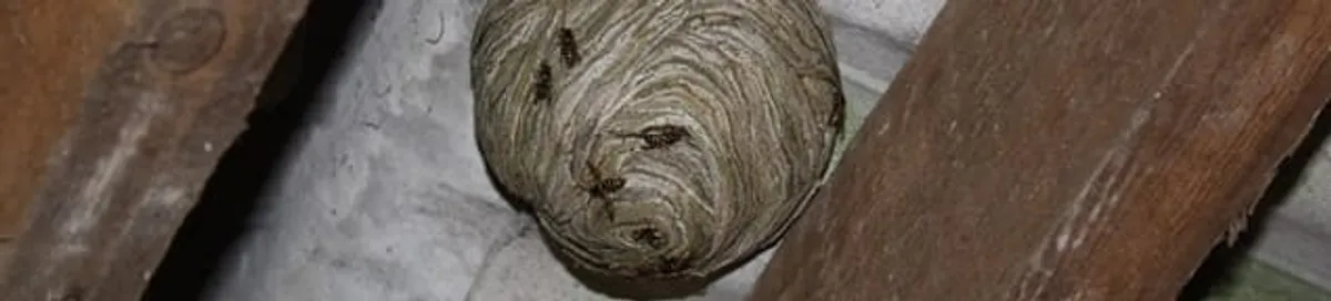 Wasp nest in an attic space, a common home infestation risk in Irvine, CA