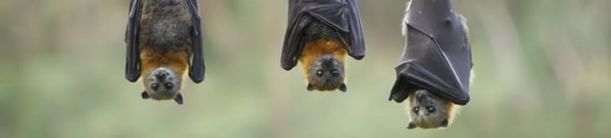Bats roosting together, a common sign of a bat infestation in Irvine, CA