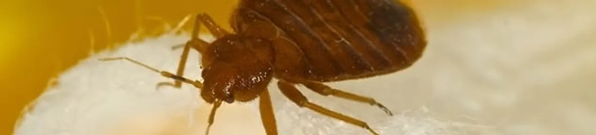 Close-up of a bed bug, a sign of an active infestation in Irvine, CA