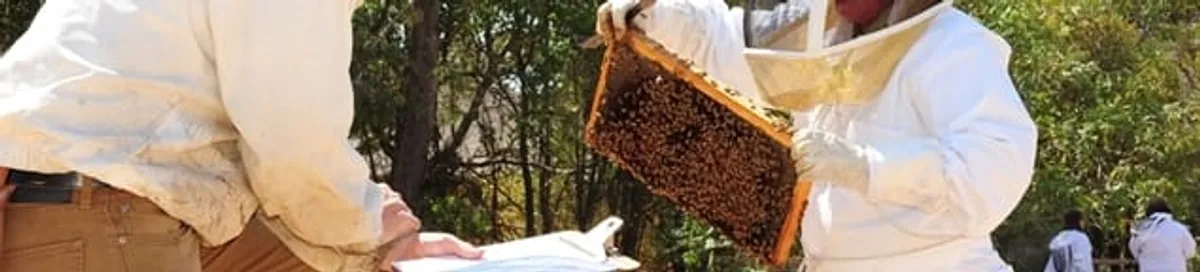 Bee removal specialists relocating a hive and honeycomb safely in Irvine, CA