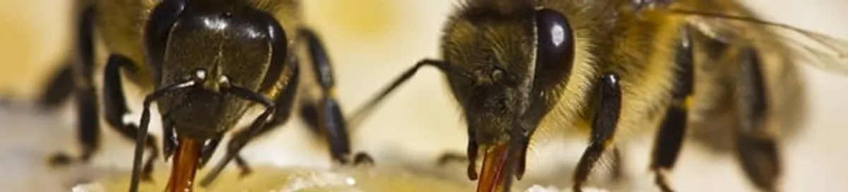 Close-up of honey bees, a sign of a nearby hive in Irvine, CA