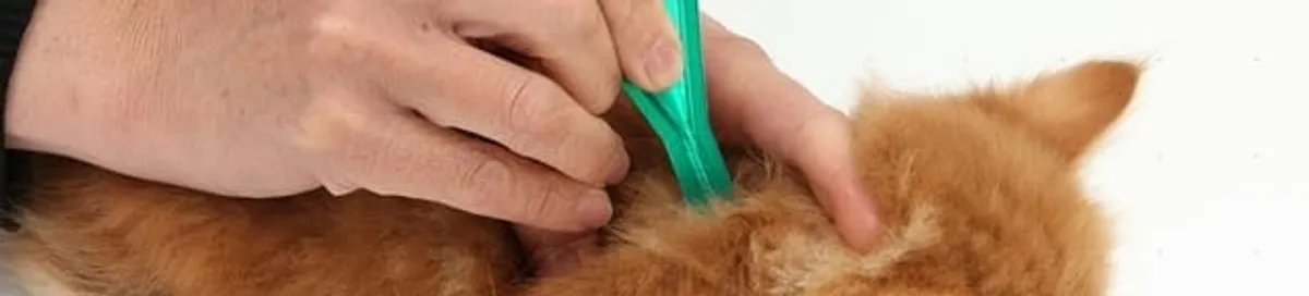 Flea treatment for pets using a flea comb, a sign of flea problems in Irvine, CA