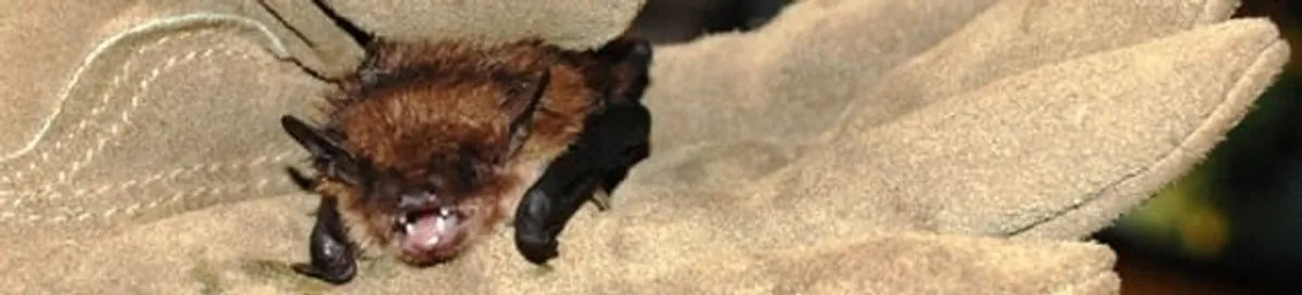 Bat removal specialist holding a bat safely during humane exclusion in Irvine, CA