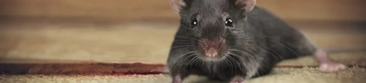 Mouse indoors, a common sign of a rodent infestation in Irvine, CA