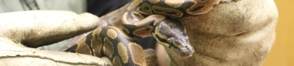 Snake removal specialist safely handling a snake with protective gloves in Irvine, CA