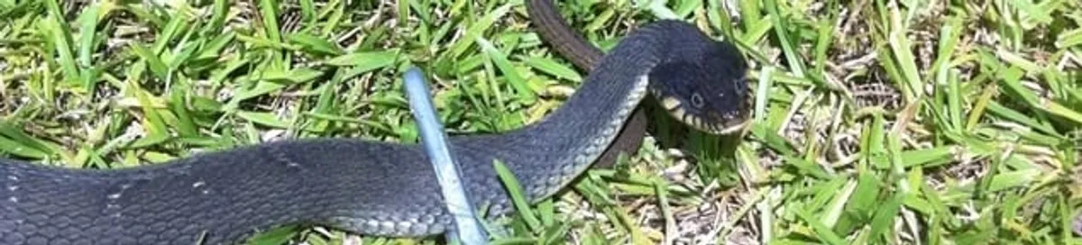 Snake in a yard, a common sign of a snake problem near a home in Irvine, CA