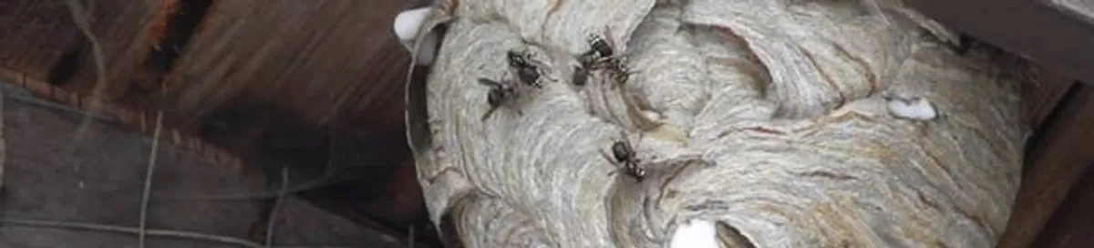 Close-up of a wasp nest with active wasps, a sign of an infestation in Irvine, CA